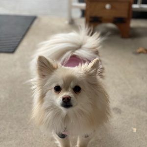 Meet your Posher, Stacey